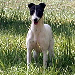 "About Time's Miss Julia" Seal Pied Italian Greyhound Female